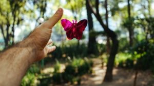 hand releasing butterfly