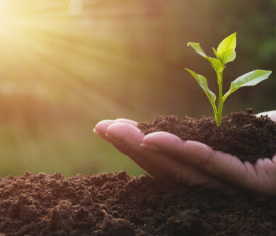 holding sprout closeup hand of person holding abundance soil with young plant in hand for agriculture or planting peach nature concept.