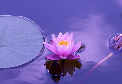 lily pad lily pad