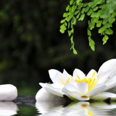 white lily